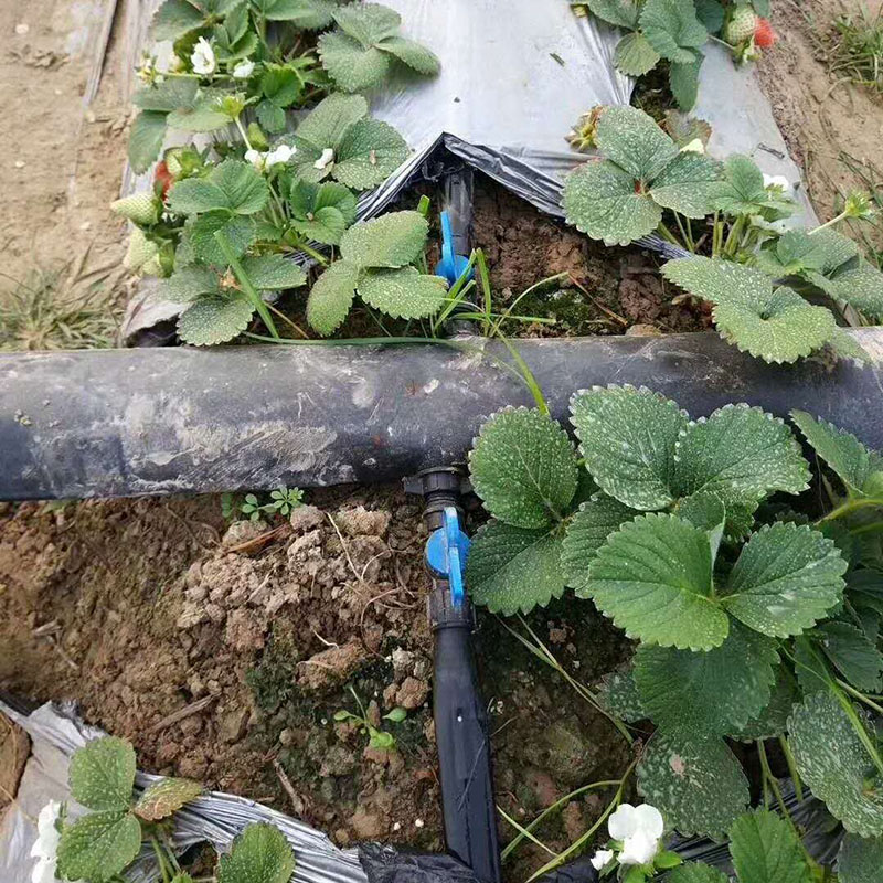大棚水肥一体化,草莓水肥一体化 大棚水肥一体化,草莓水肥一体化